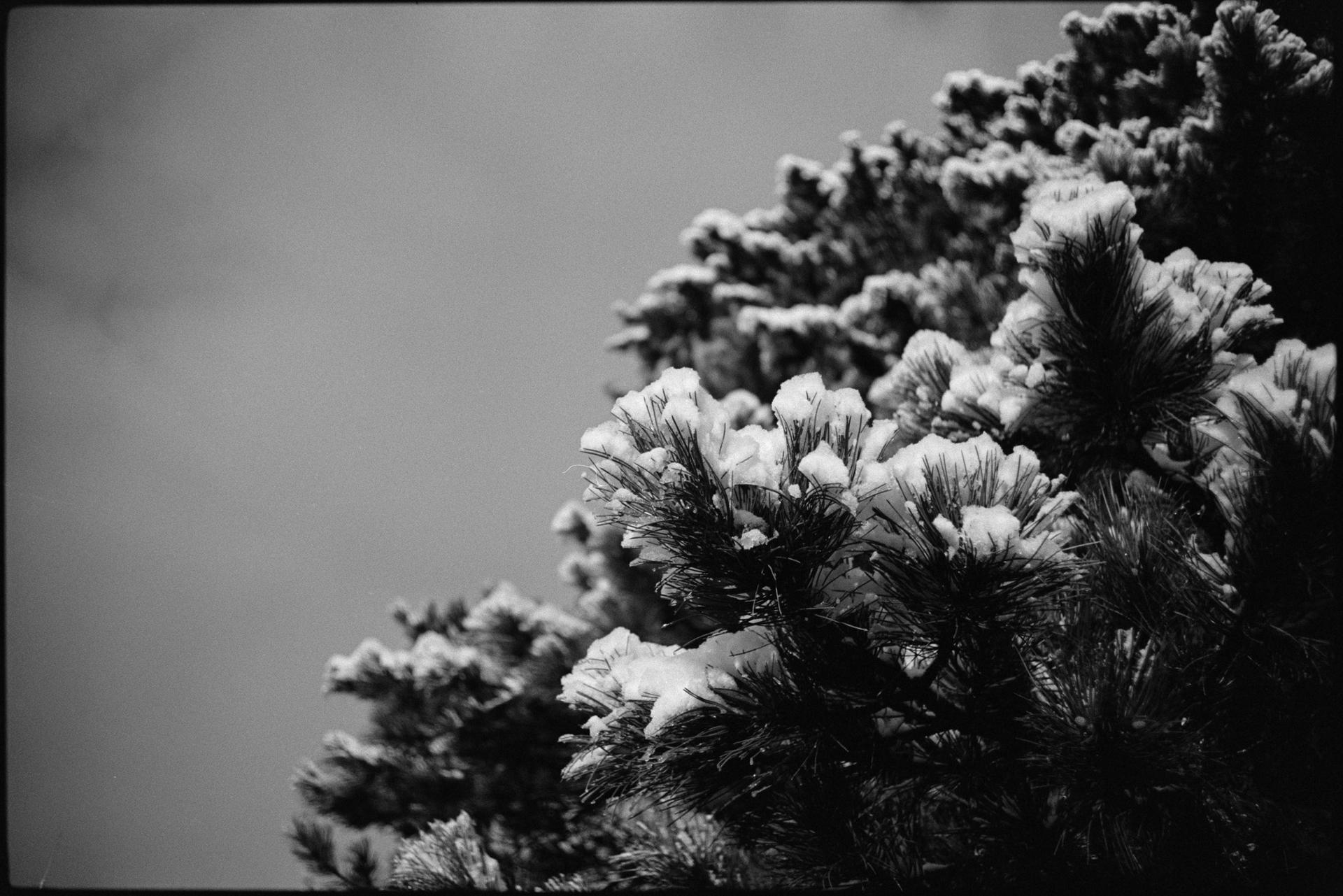 tree with snow-covered needles