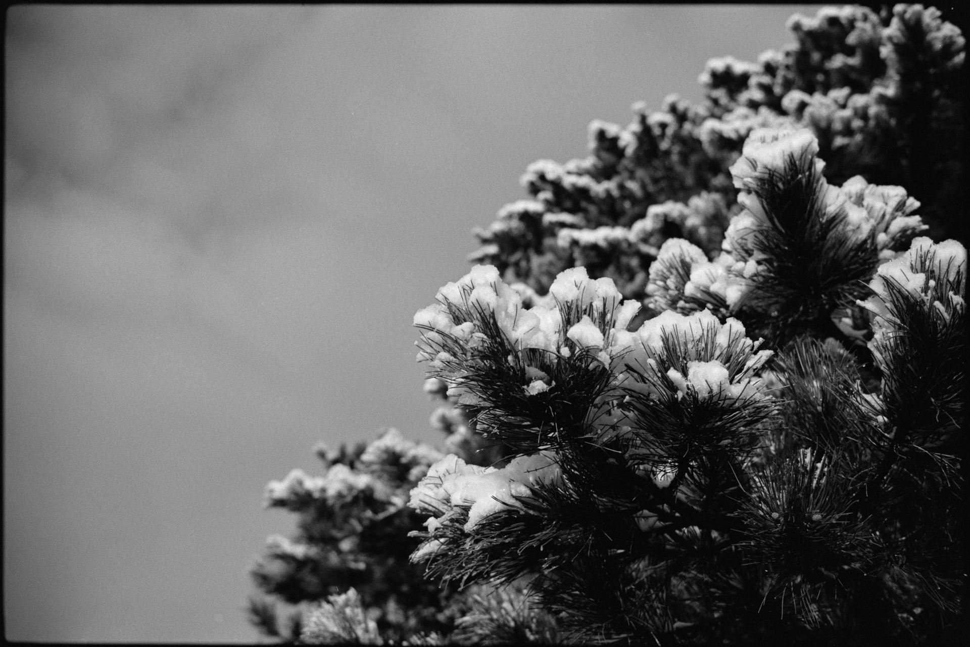 tree with snow-covered needles