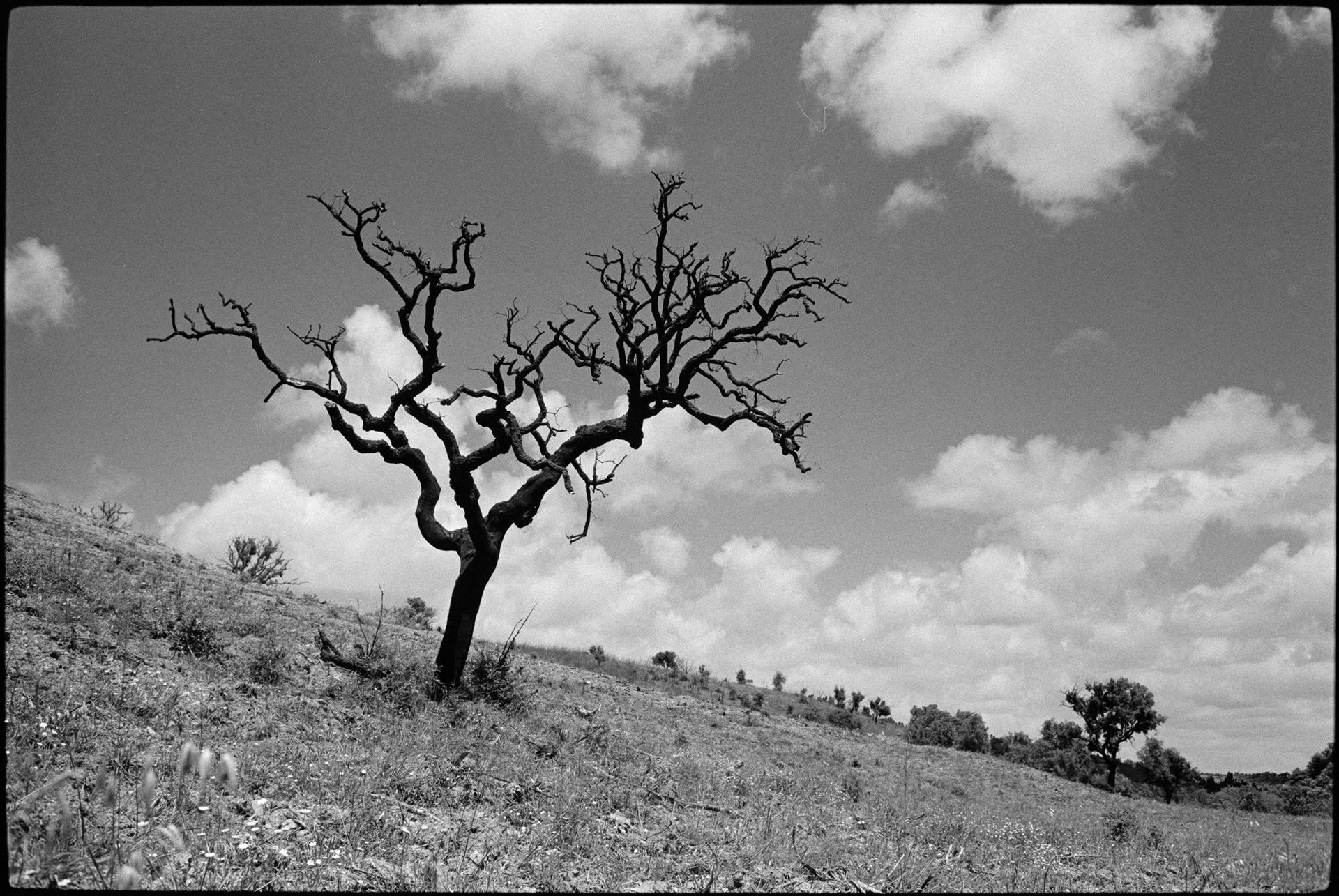 tree without leafes