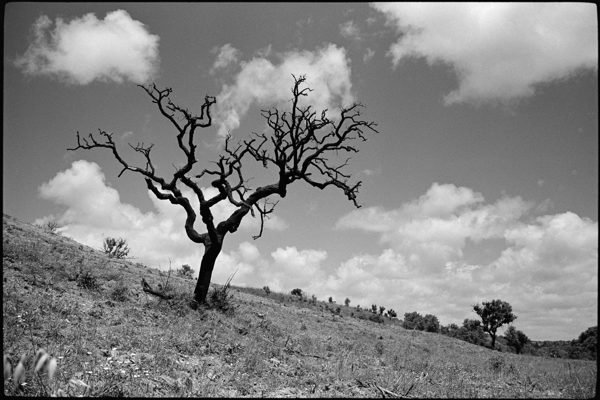 tree without leafes